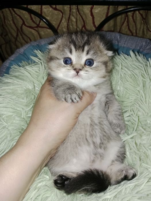 Скоттиш фолд девочки золотые Шиншилы