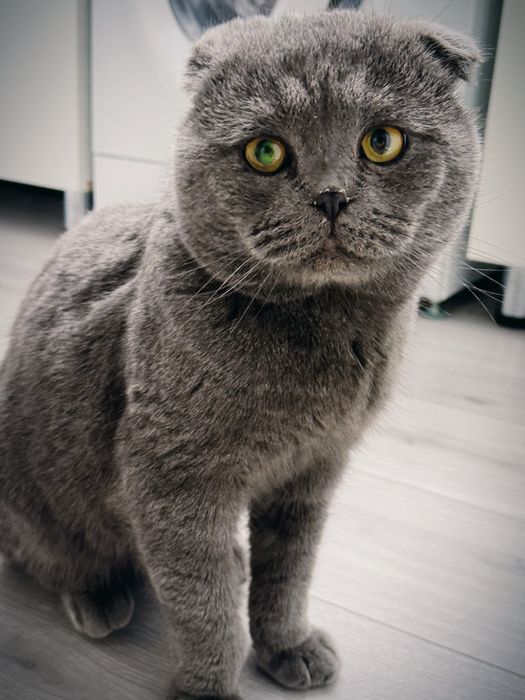 Шотландский вислоухий кот