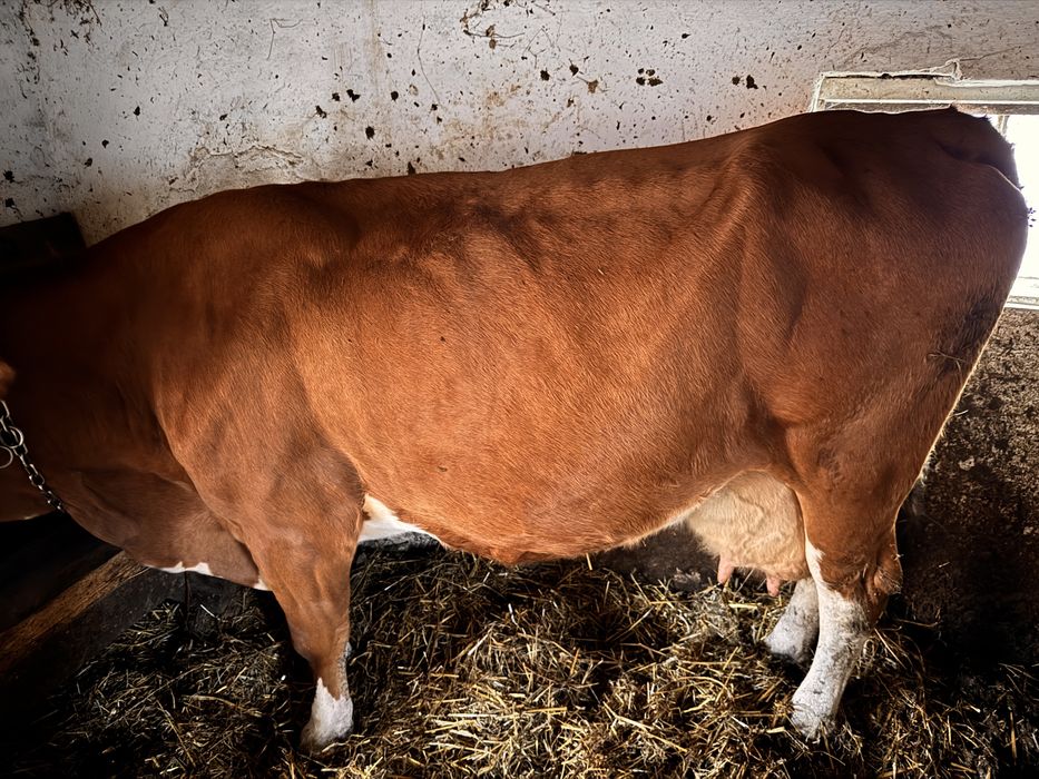 Vând vacă gestantă in 8 luni