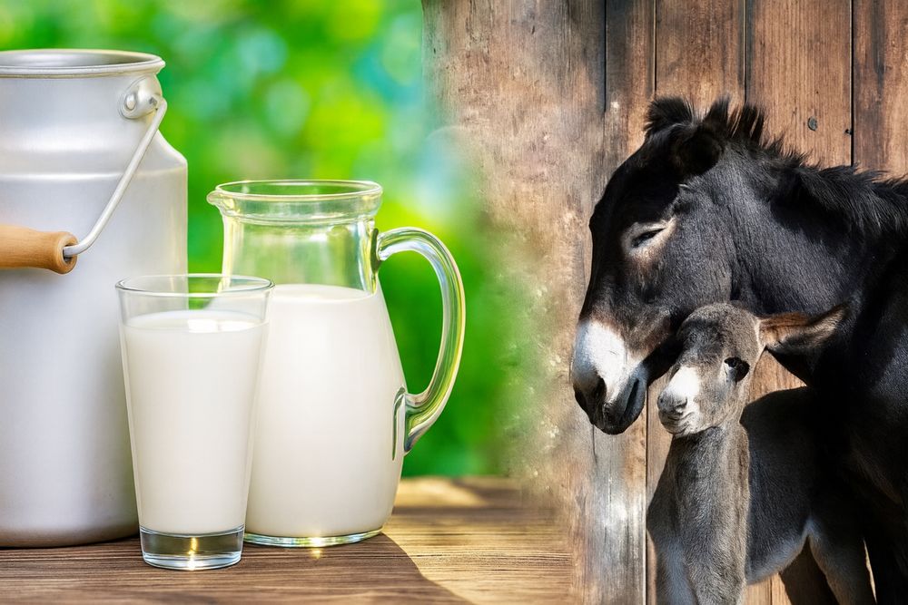 Vand lapte de Măgăriță - 100 lei