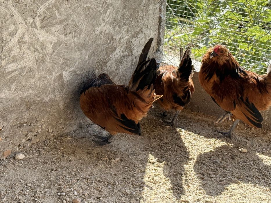 Cocoși Bărboasă de Anvers