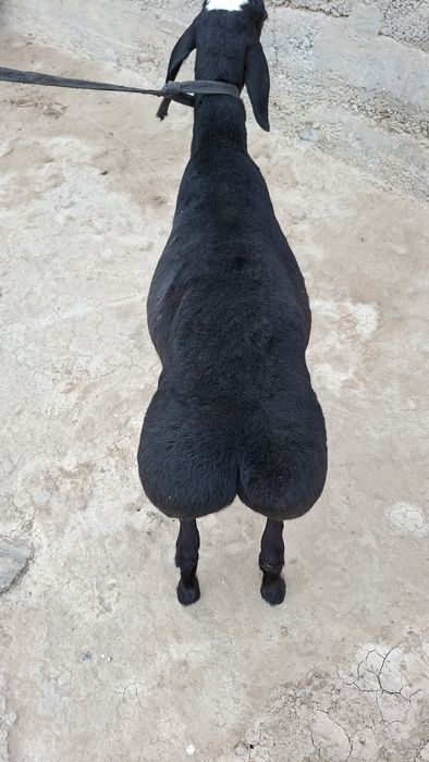 Qo‘zi qo‘chqor sotiladi.