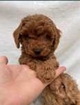 Pui Pudel/Caniche/Poodel roscat apricot deosebit toy
