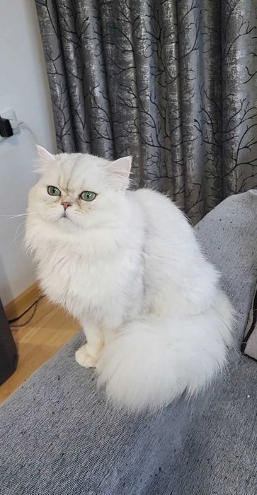 British longhair silver cu ochii verzi pedigree felisa autorizata