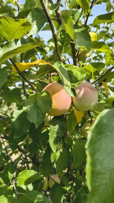 Mere Golden, Idared și Florina – calitate superioară