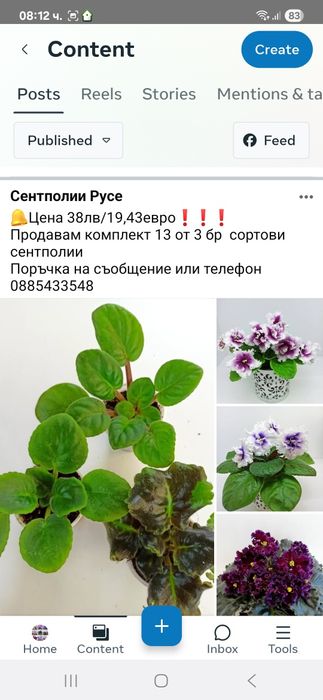 Сортова сентполия