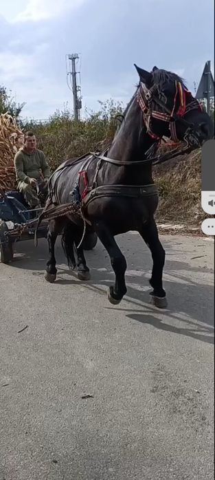 Vând 2 cai castrați