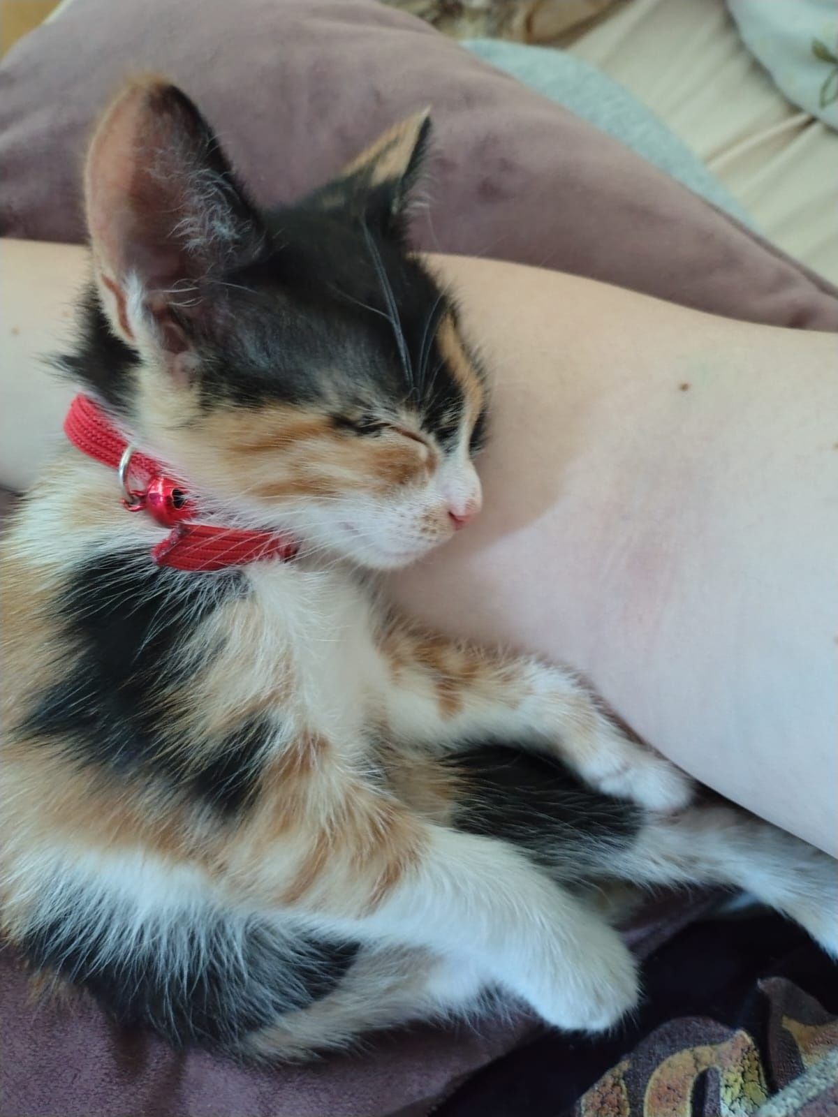 Dau spre adoptie pui de pisica, nume: Misa