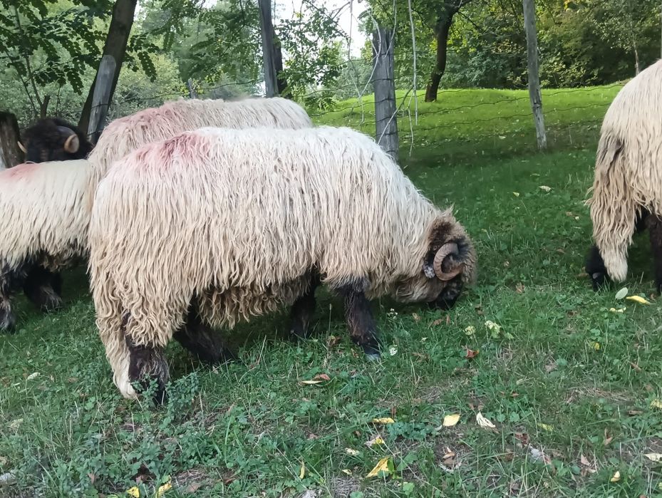 Vând 2 noateni de 8 luni detlaii la telefon 1300 de lei bucata +40 751