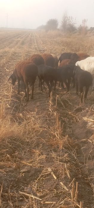 У́нта она бола ку́й