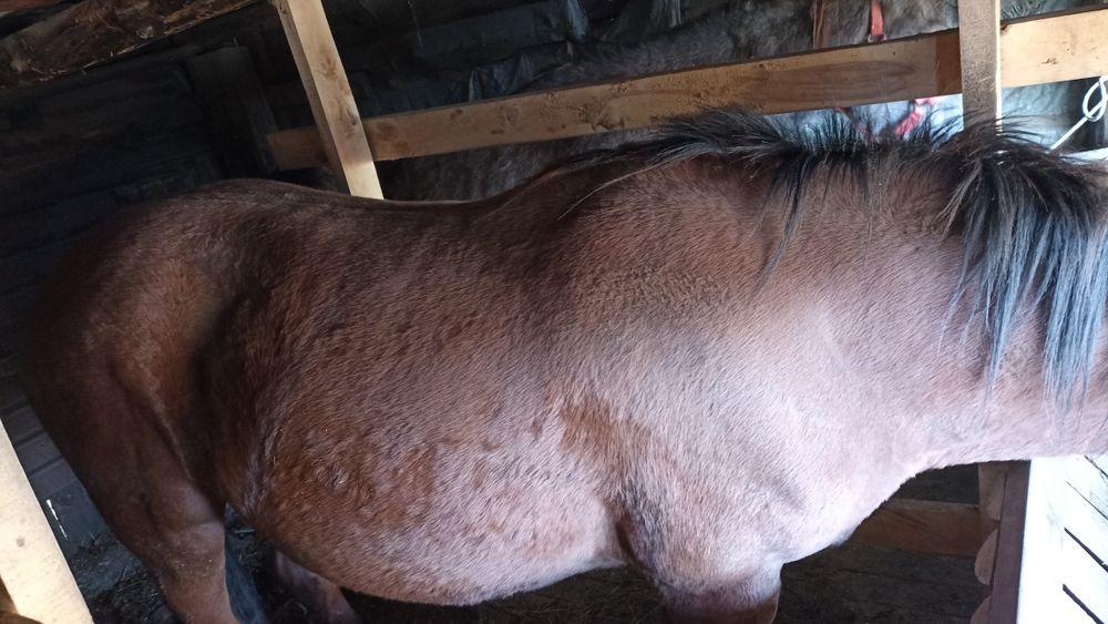 Продам соғым, Байтал