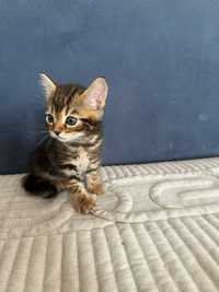Котик (девочка) 2 месяца