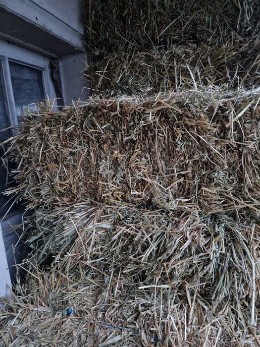 Baloti ovaz cosit cu lucerna noua 14 lei balotul