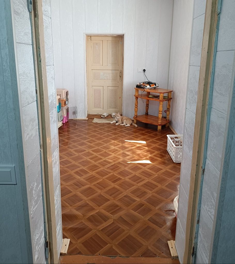 Передержка для кошек