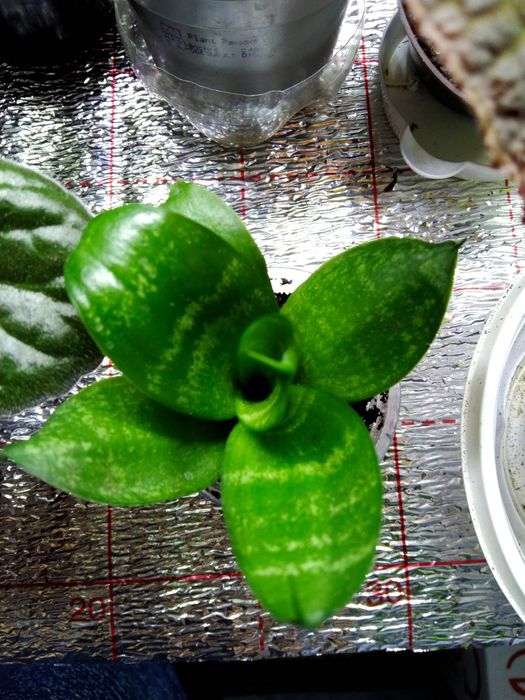 Сансевиерия комнатное растение