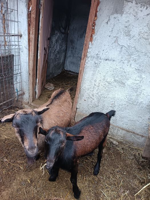 Țap de vânzare schimbă domiciliu