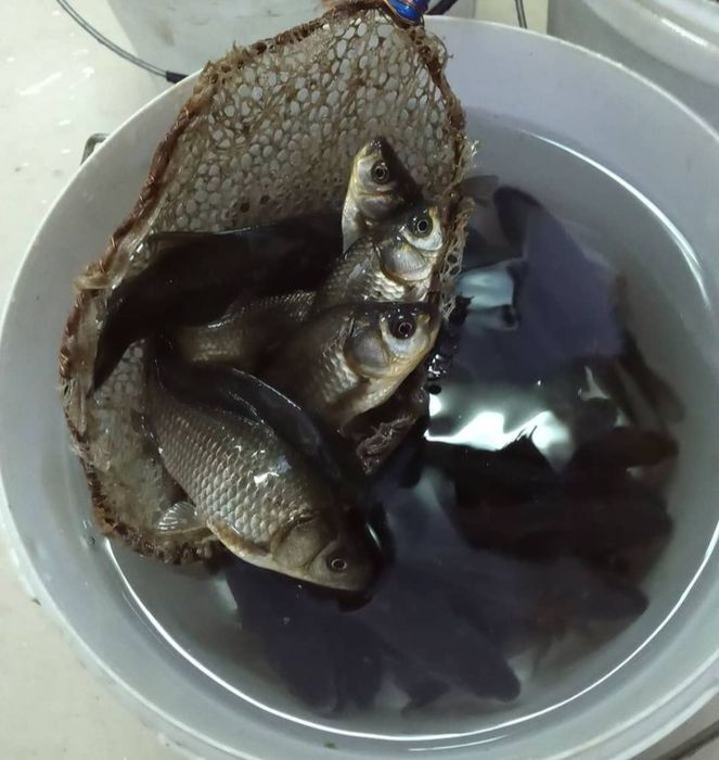 Живец для рыбалки на щуку