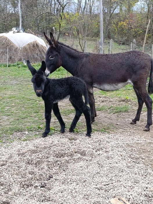 Vând măgăriță cu pui