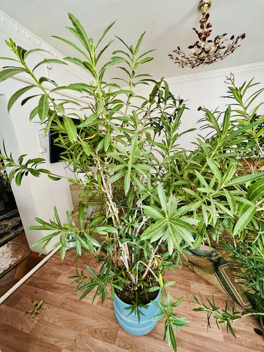 Комнатный цветок  Олеандр