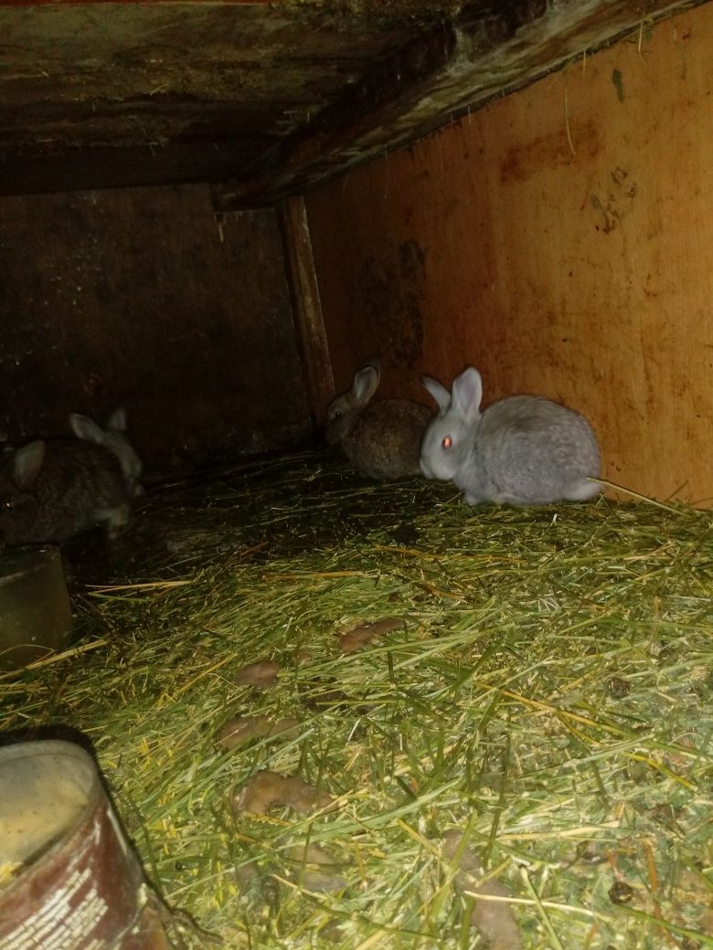 Кролики виликаны