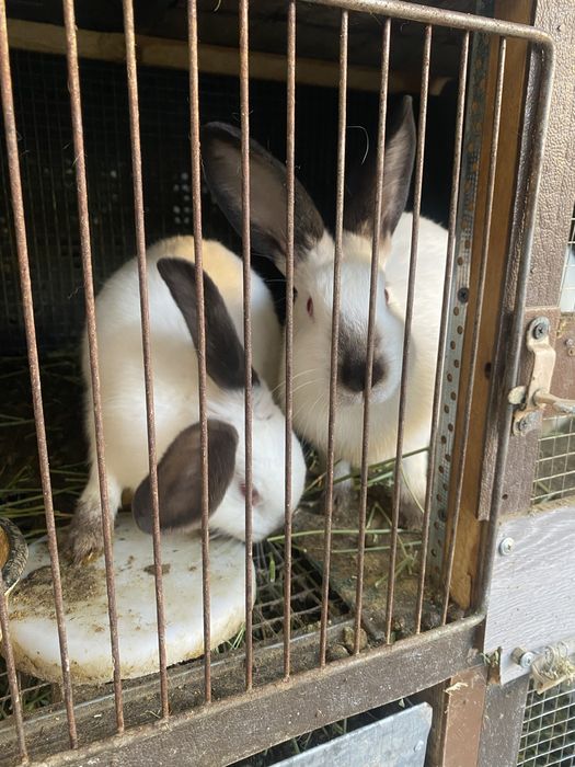 Kaliforniya quyonlari sotuvda