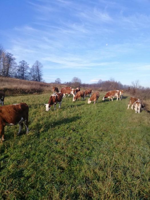 Vand vaci bălțate (bălțata romaneasca)