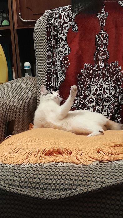 Отдам кошечку в хорошие руки