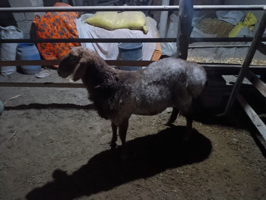 Арашан кучкор сотилади