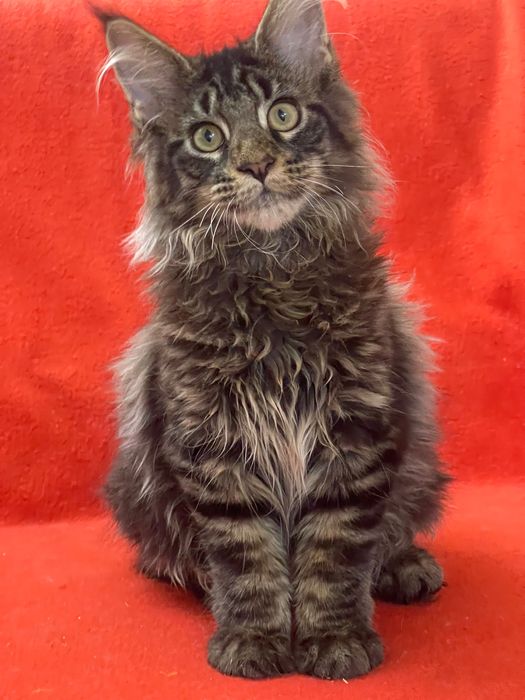 Maine Coon cu părinții campion