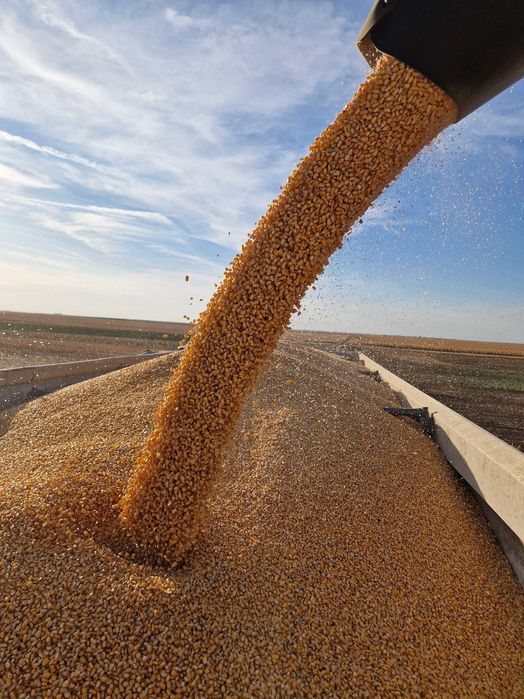 Vând porumb Recoltă 2025