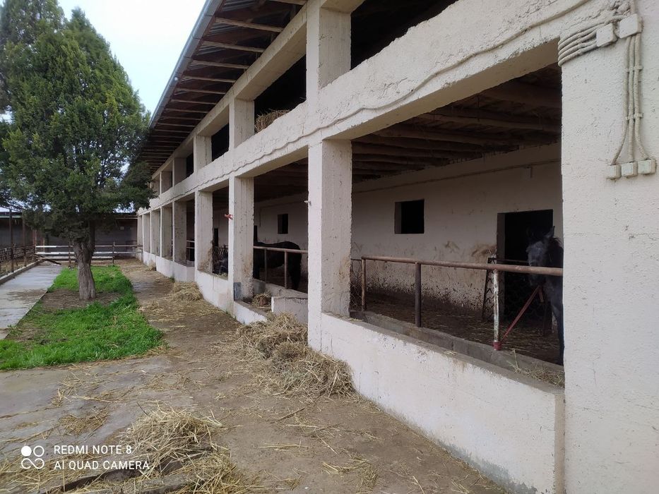 Fermana sotiladi 25 sotix