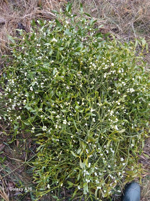 Vindem vsc la sac la legături în angro transport gratuit