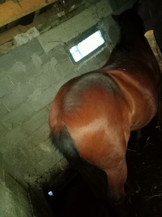 Buna ziua cal de vânzare