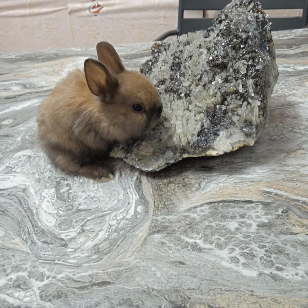 Декоративно зайче