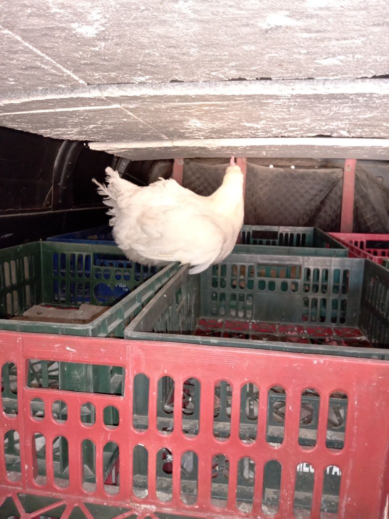 Găini albe mari de carne