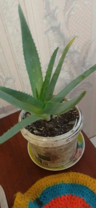 Лечебный цветок алой и вера