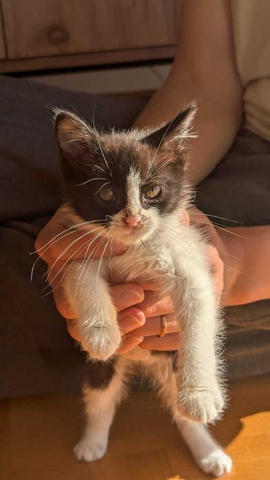 Pisicuţă spre adopție