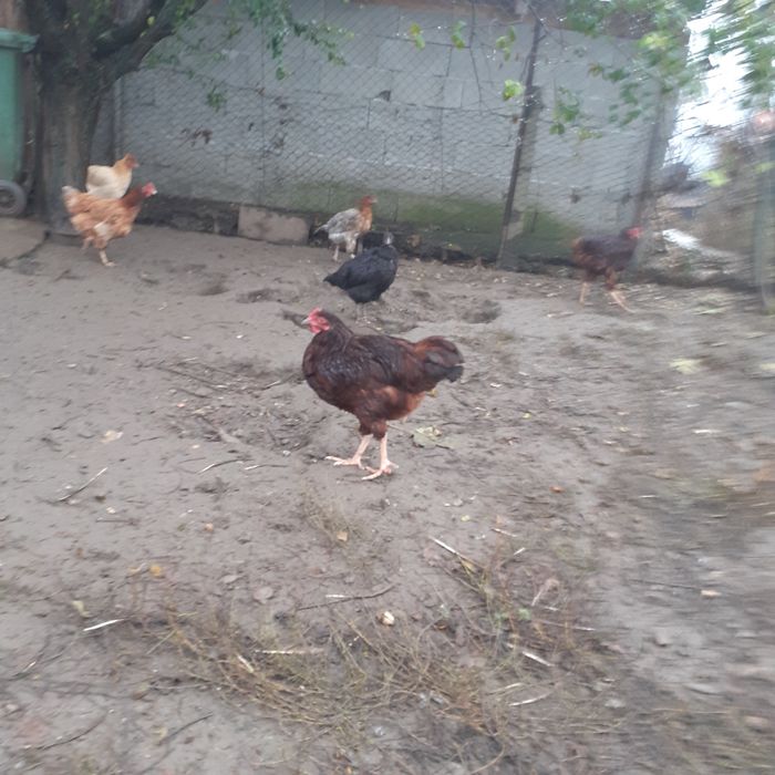 Vând găini rhode island