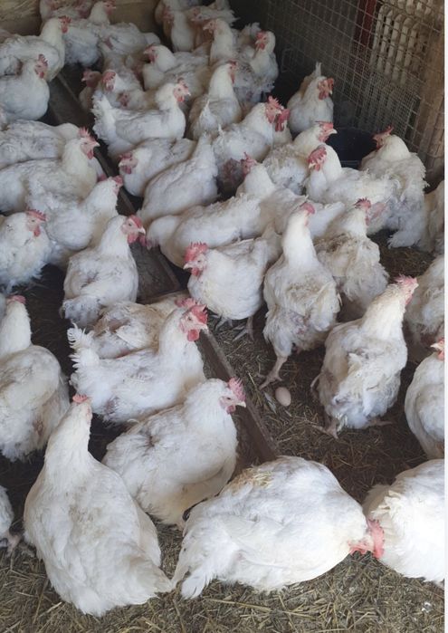 Vand gaini albe mai multe detalii in privat