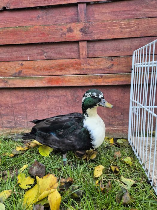 Rate pitice olandeze