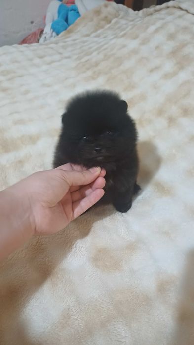 Померанский  Шпиц