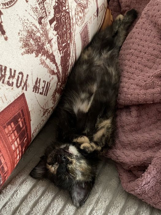 Ищет дом котенок