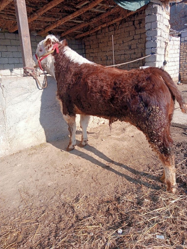 Girinfort Buqa sotiladi qizqala zotor buqa