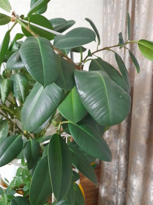 Комнатные цветы -фикус