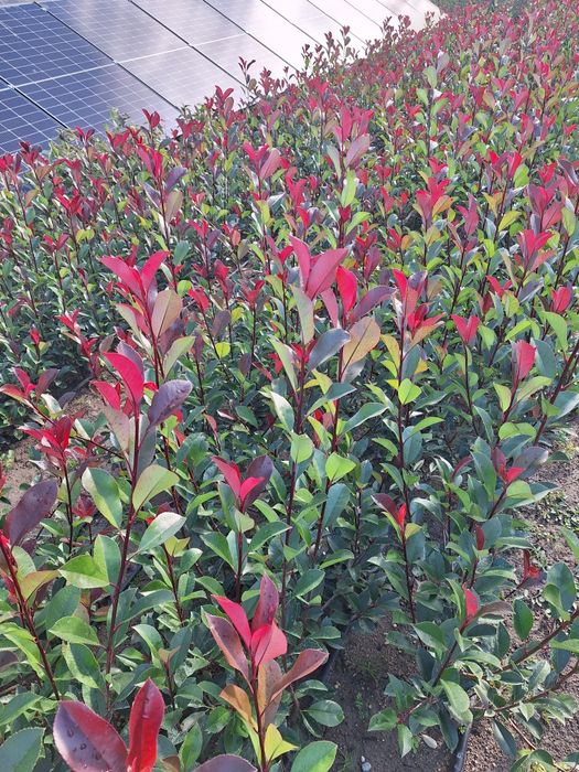 Photinia Carre Rouge gard viu