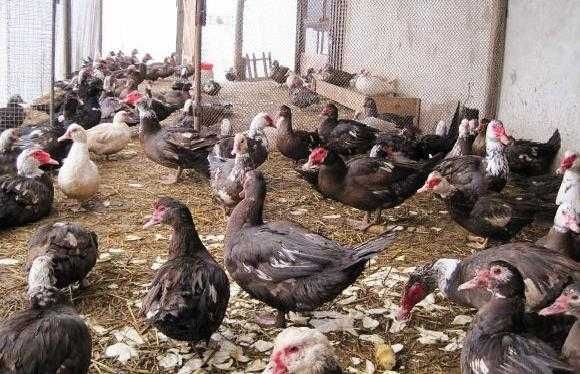 индуткалар халол бокилган сотилади