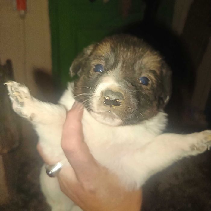 продаются щенки  200 000сум