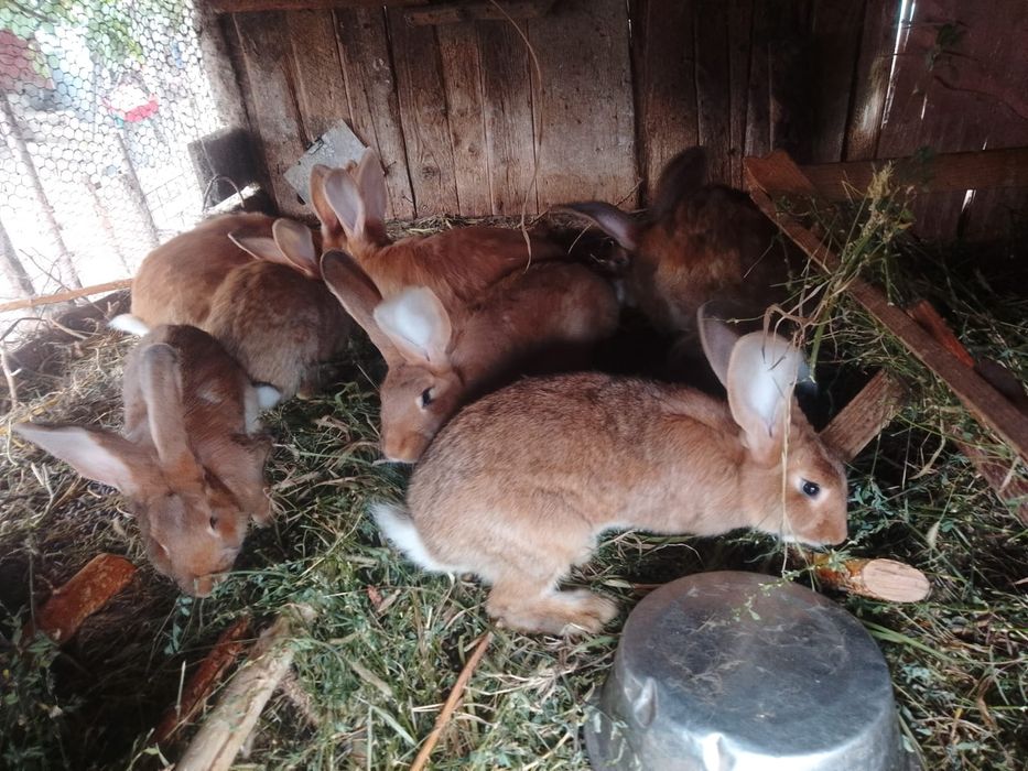 Vând,iepuri și rate de rasă