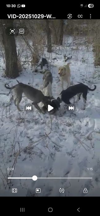 Кумай тазы кушикги