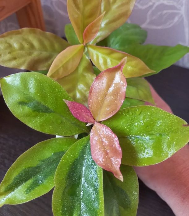 Комнатные растения